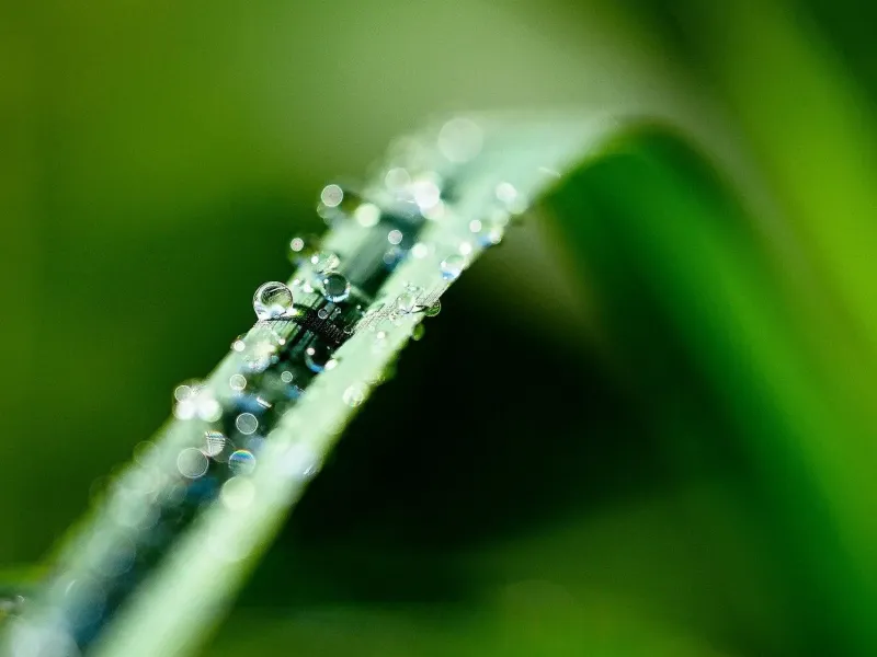 Wassertropfen auf Grashalm