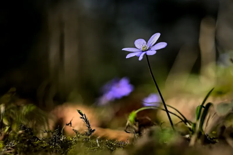 Gemeines Leberblümchen