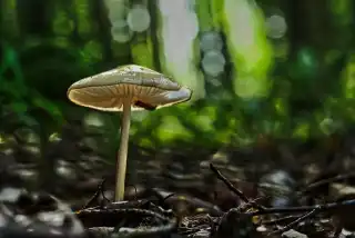 Grubiger Wurzelrübling (Hymenopellis radicata)