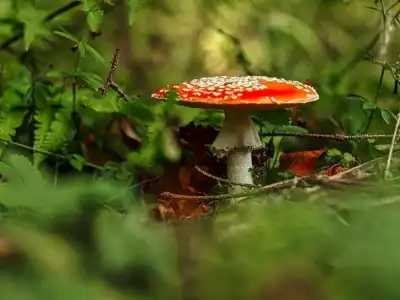 Fliegenpilz (Amanita muscaria)