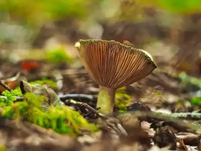 Orangebrauner Milchling (Lactarius aurantiofulvus)