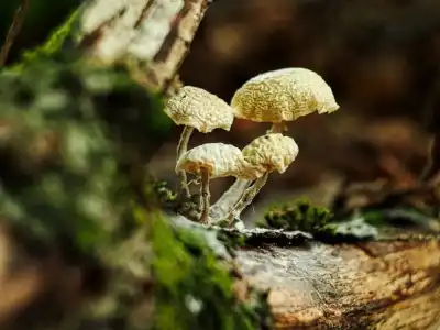 Keine Beschreibung vorhanden