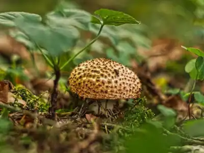 Spitzschuppiger Stachel-Schirmling (Lepiota aspera)