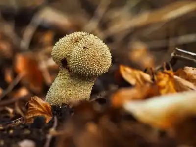 Flaschen-Stäubling (Lycoperdon perlatum)