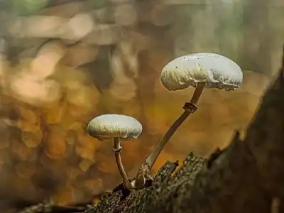 Buchen- oder Beringter Schleimrübling (Mucidula mucida)