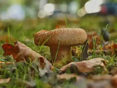 Keine Beschreibung vorhanden