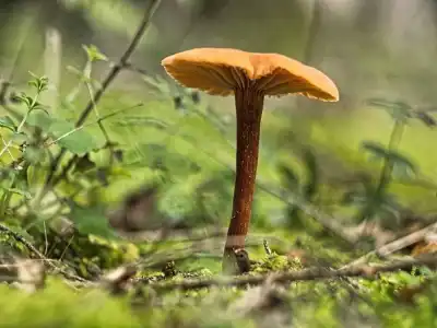 Keine Beschreibung vorhanden