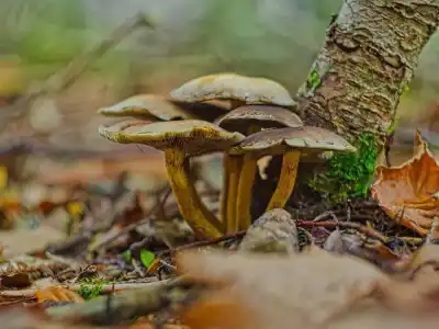 Honiggelber Hallimasch (Armillaria mellea)