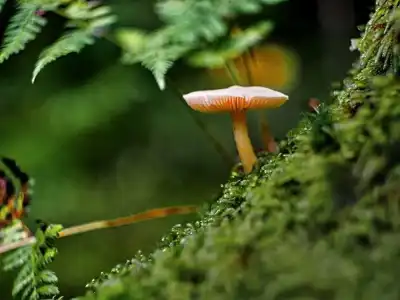 Keine Beschreibung vorhanden