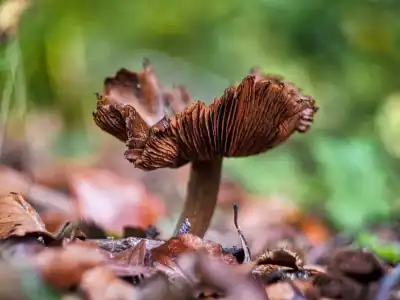 Violetter Lacktrichterling (Laccaria amethystina)