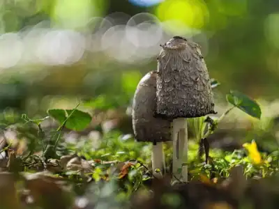 Schopftintling (Coprinus comatus)