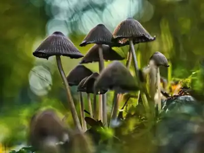 Keine Beschreibung vorhanden