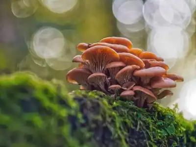 Gemeiner Samtfußrübling (Flammulina velutipes)