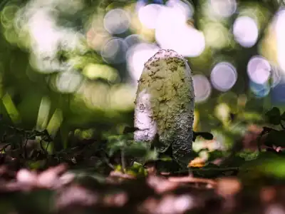 Schopftintling (Coprinus comatus)