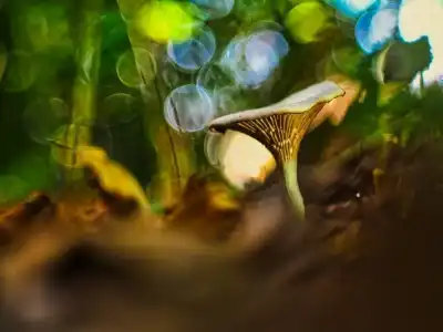 Keine Beschreibung vorhanden