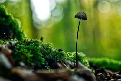 Langstieliger oder Saitenstieliger Knoblauchschwindling (Mycetinis alliaceus)