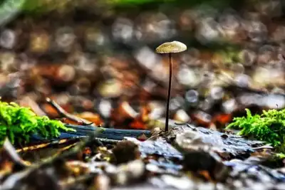 Langstieliger oder Saitenstieliger Knoblauchschwindling (Mycetinis alliaceus)