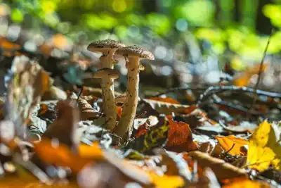 Hallimasch oder Honigpilz (Armillaria)