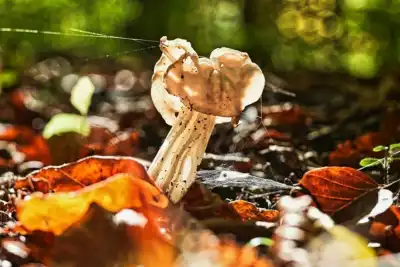 Herbstlorchel oder Krause Lorchel (Helvella crispa)