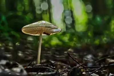 Grubiger Wurzelrübling (Hymenopellis radicata)