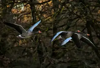 Fliegende Graugänse