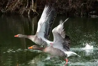 Startende Graugänse