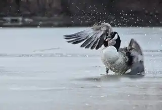 Kanadagans bricht durch dünnes Eis