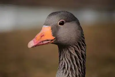 Portrait einer Graugans (Anser anser)