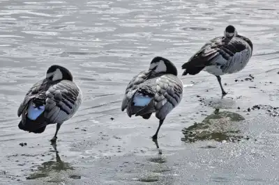 ruhende Nonnen- / Weisswangengänse (Branta leucopsis)