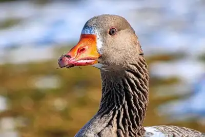 Keine Beschreibung vorhanden