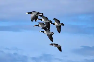Fliegende Weisswangen- oder Nonnengänse (Branta leucopsis)