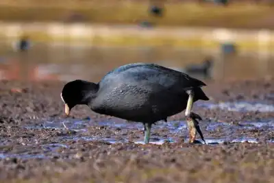 Keine Beschreibung vorhanden