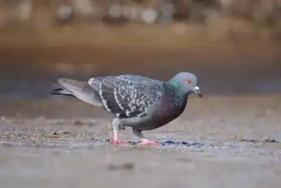 Stadttaube / Straßentaube (Columba livia forma domestica)