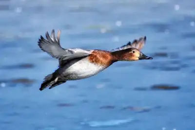 Fliegende Tafelente (Aythya ferina)