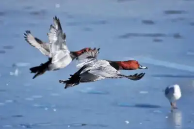 Fliegende Tafelenten (Aythya ferina)