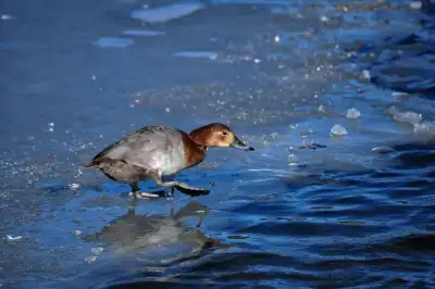 Tafelente (Aythya ferina)