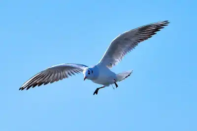 Keine Beschreibung vorhanden