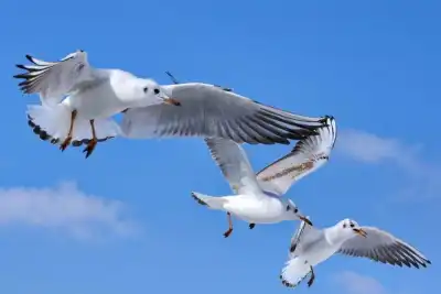 Lachmöwen (Larus ridibundus)