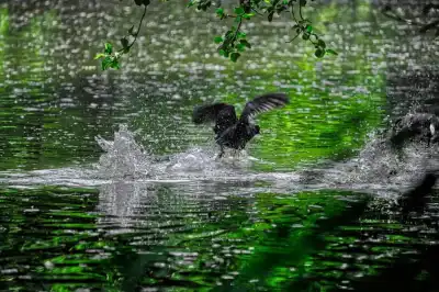 Blässhuhn (Fulica atra)