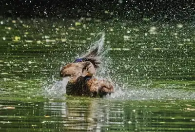 Stockente (Anas platyrhynchos)