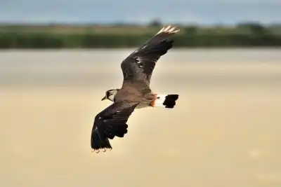 fliegender Kiebitz (Vanellus vanellus)