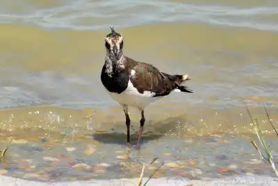 Kiebitz (Vanellus vanellus)