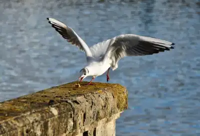 Lachmöwen (Larus ridibundus)