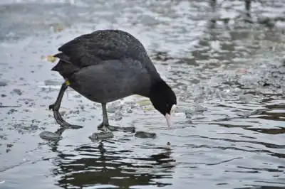 Blässhuhn (Fulica atra)