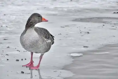 Graugans (Anser anser)