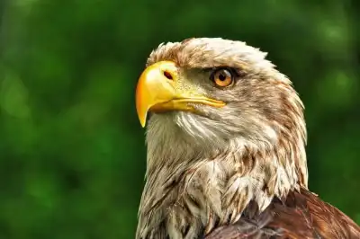 Weißkopfseeadler (Haliaeetus leucocephalus)