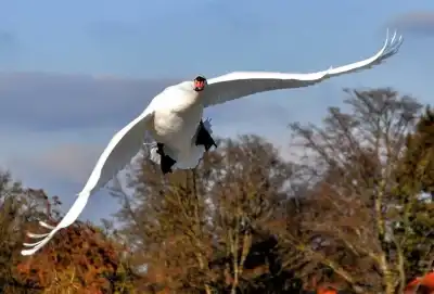 Fliegender Höckerschwan (Cygnus olor)