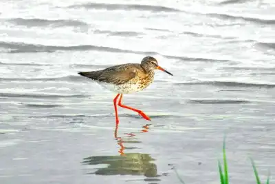 Rotschenkel (Tringa totanus)