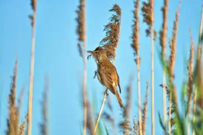 Schilfrohrsänger (Acrocephalus schoenobaenus)