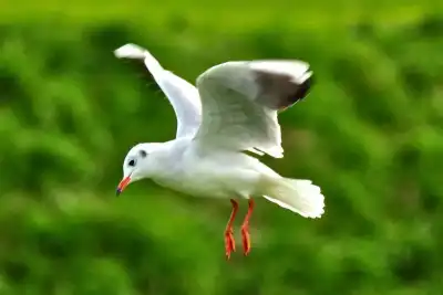 Lachmöwe (Larus ridibundus)